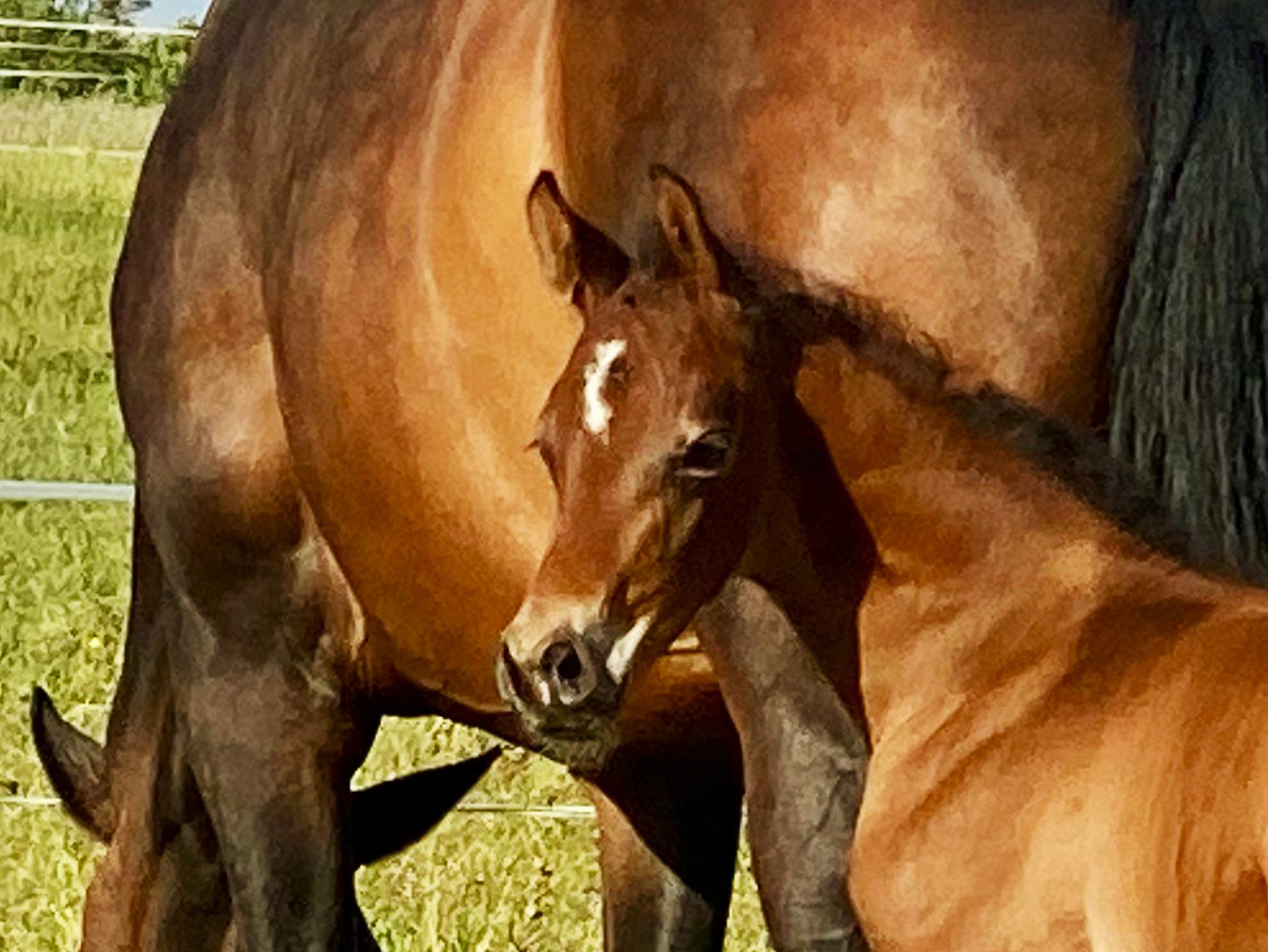 Hengstfohlen von Bolero x Fiderbach