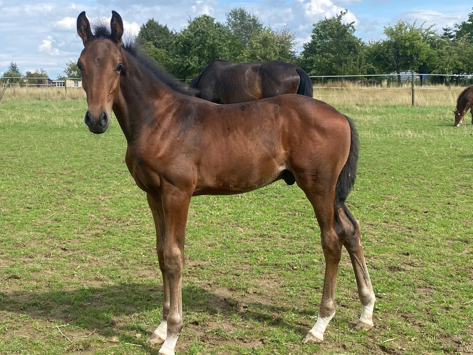 Hengstfohlen von Viva Vegas x Finnigan